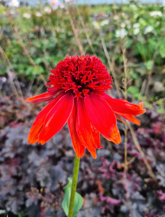Rode Zonnehoed - Echinacea ‘Summer Cherry’