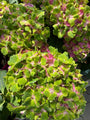 Boerenhortensia - Hydrangea macrophylla 'Magical Amethyst'