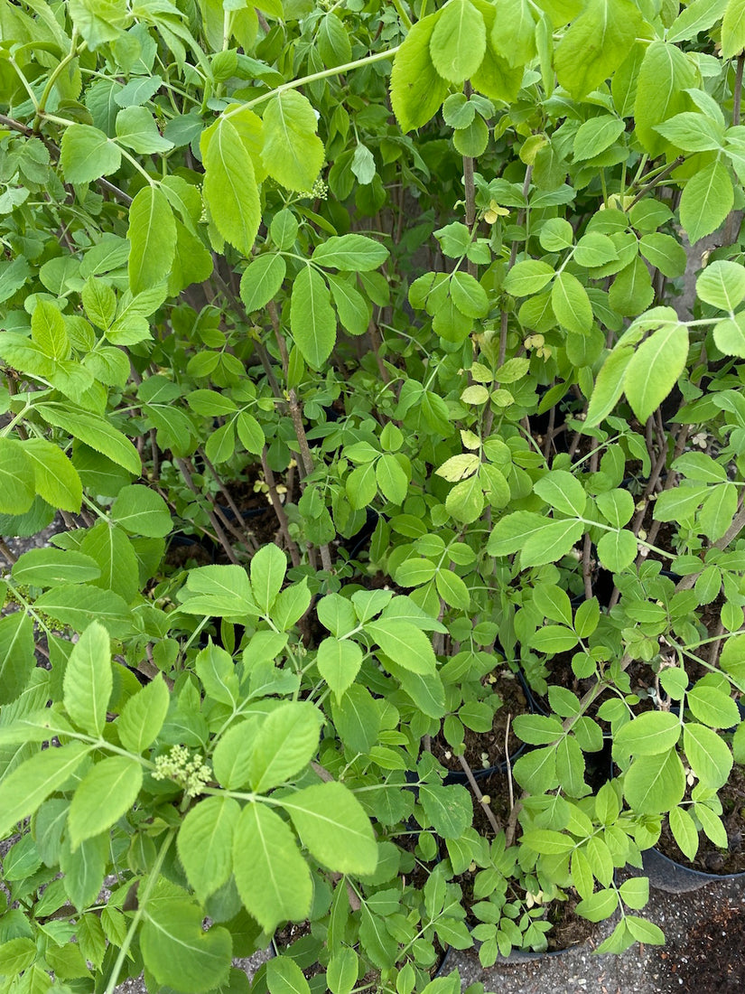 Boerenjasmijn-Philadelphus-Virginal-blad.jpg