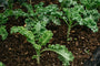 Boerenkool - Brassica oleracea acephala laciniata