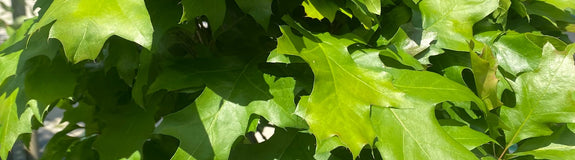 Bol Moeraseik - Quercus palustris 'Green Dwarf'