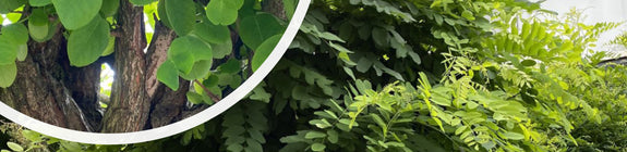 Robinia pseudoacacia 'Umbraculifera' Acacia
