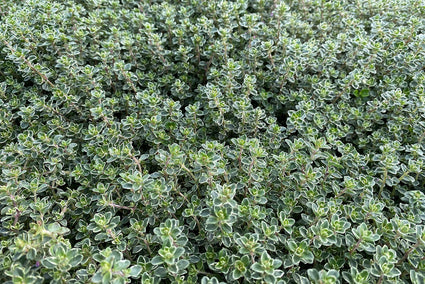 Bontbladige citroentijm - Thymus citriodorus 'Variegato'