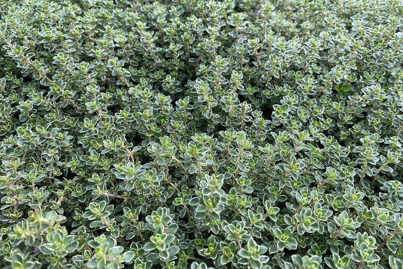 Bontbladige citroentijm - Thymus citriodorus 'Variegato'