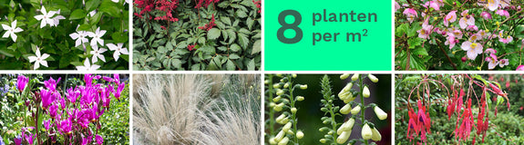 Borderpakket Fantasie - 8 verschillende planten