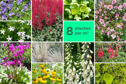 Borderpakket Fantasie - 8 verschillende planten