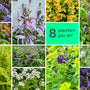 Borderpakket Fantasie Schaduw - 8 vaste planten