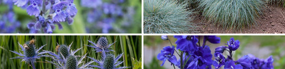 Vaste planten borderpakket blauwe tuinplanten