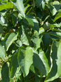Detail Bosmagnolia - Magnolia acumininata