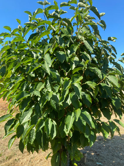 Bosmagnolia - Magnolia acumininata