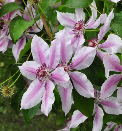 Bosrank - Clematis 'Nelly Moser'