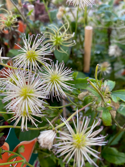 Bosrank - Clematis mandshurica