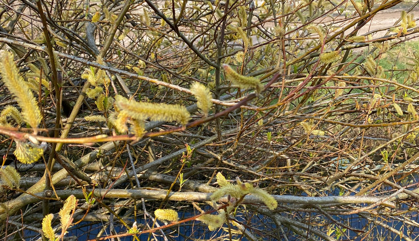 Boswilg - Salix caprea