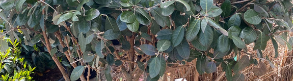 Exotische struik, Braziliaanse guave - Acca sellowiana