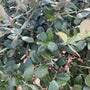 Braziliaanse guave - Acca sellowiana