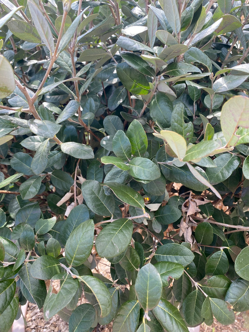 Braziliaanse guave - Acca sellowiana