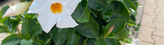 Braziliaanse jasmijn - Mandevilla sanderi 'Sundaville White'