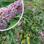 Vlinderstruik - Buddleja davidii 'Pink Delight' in bloei