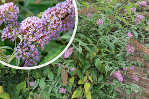 Vlinderstruik (roze) - Buddleja davidii 'Pink Delight'