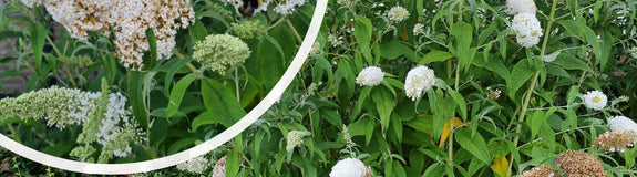 Vlinderstruik - Buddleja davidii 'White Profusion' in bloei