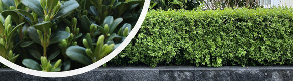 Buxus sempervirens - Buxushaag Palmboompje