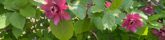 Specerijstruik - Calycanthus floridus in bloei