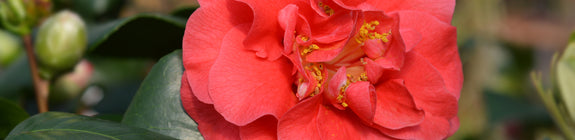 Camelia - Camellia japonica 'Lady Campbell' kopen