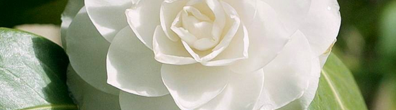 Camelia - Camellia japonica met witte bloemen kopen online