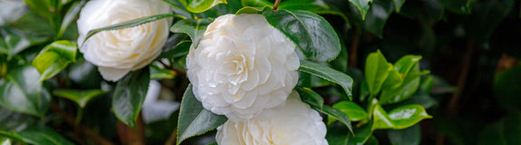 Camelia - Camellia japonica 'Powder puff'