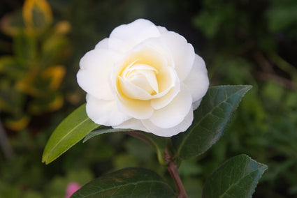 Dwergcamelia - Camellia japonica 'Dahlonega'