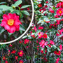 Camelia - Camellia sasanqua bloei