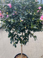 Camellia sasanqua in bloei