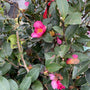 Camellia heester