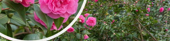 Bloei Camelia - Camellia x williamsii 'Debbie'