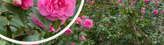Bloei Camelia - Camellia x williamsii 'Debbie'