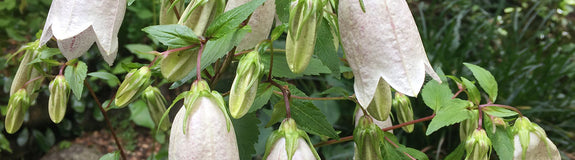 Klokje - Campanula alliariifolia