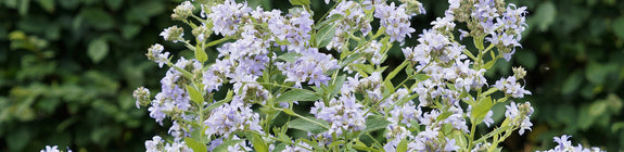 Rijke bloei Campanula lactiflora 'Prichard's Variety'