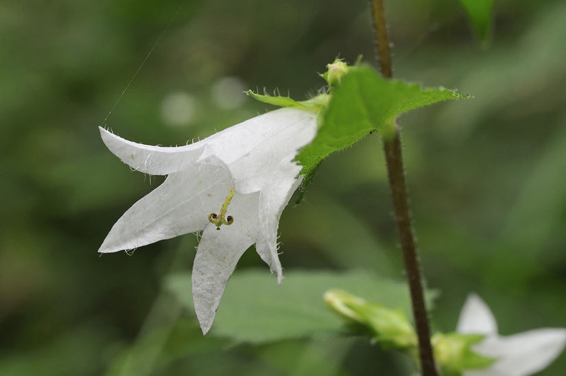 bloei Ruig Klokje - Campanula trachelium 'Alba'