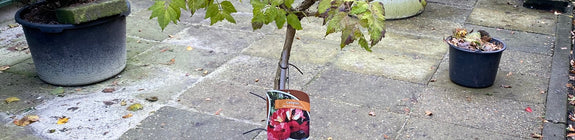 Trompetbloem, klein boompje op stam