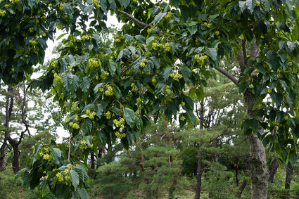 Levensboom - Camptotheca acuminata - Loofboom