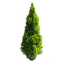 Canadese spar - Picea glauca 'Conica'