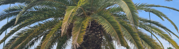 Canarische dadelpalm - Phoenix canariensis palmboomsoort