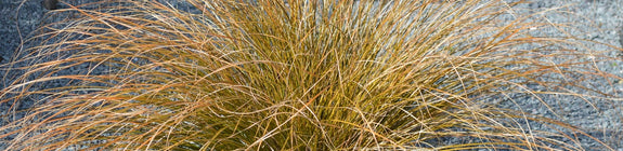 Zegge - Carex Buchananii