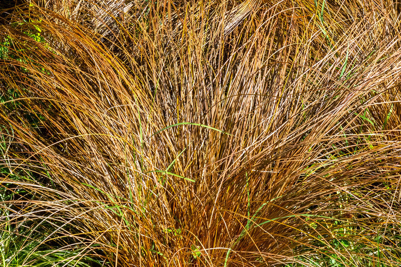 Smalbladige Zegge - Carex comans 'Bronze Form'