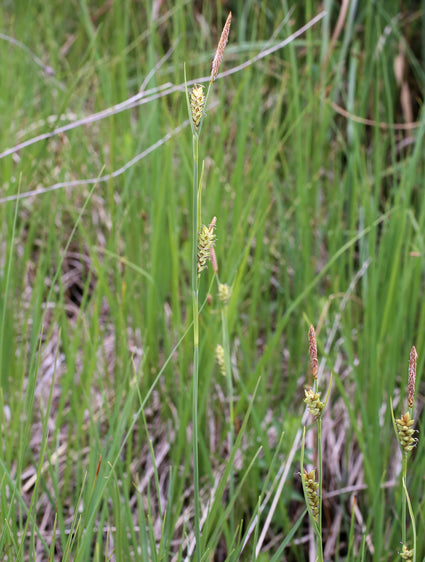Blauwe zegge - Carex panicea - Inheems