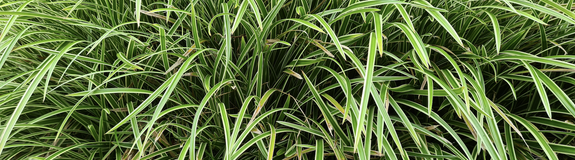 Zegge - Carex morrowii 'Variegata'