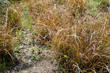 Oranje Zegge - Carex testacea ‘Prairie Fire’