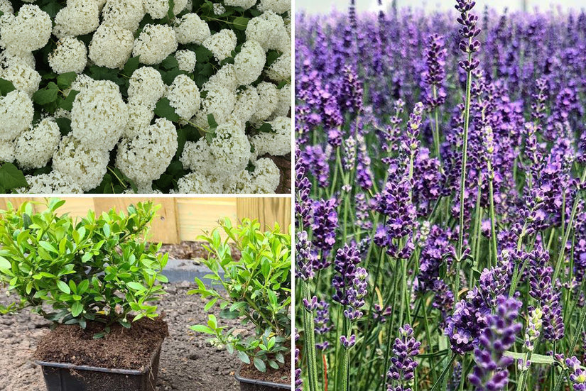 bellissa Annabelle Hortensiasteun 75 (set van 2) - plantensteun van staal - 75 cm x 72 cm x 80 cm (l x b x h) - ISO 1461 thermisch verzinkt - eenvoudige steektechniek bellissa Annabelle Hortensiasteun 75 (set van 2) - plantensteun van staal - 75 cm x 72 cm x 80 cm (l x b x h) - ISO 1461 thermisch verzinkt - eenvoudige steektechniek
