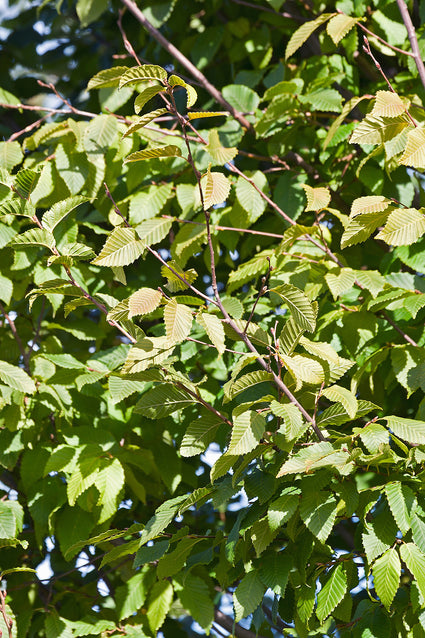Haagbeuk - Carpinus betulus 'Frans Fontaine' Detail 