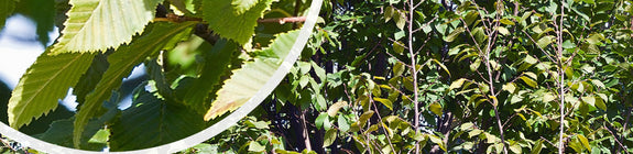 Haagbeuk - Carpinus betulus 'Frans Fontaine' Zuilvorm